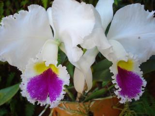 cattleya-semi-alba-06.JPG