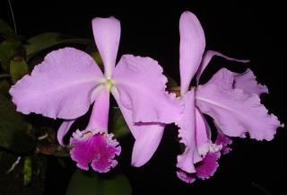 cattleya-warneri.JPG