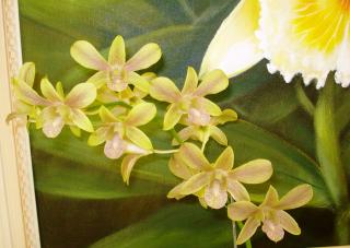 dendrobium-amarelo-01.JPG