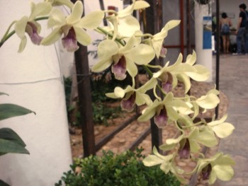 Orquídea Dendrobium Tong Chai