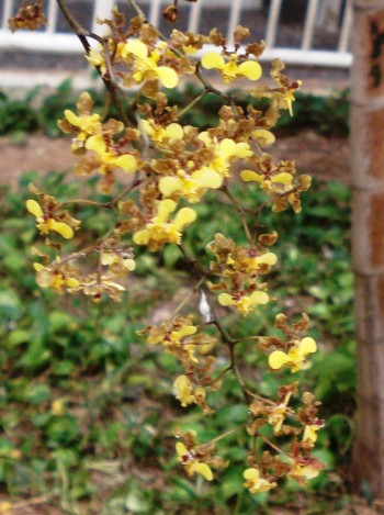 Orquídea Oncidium barbatum