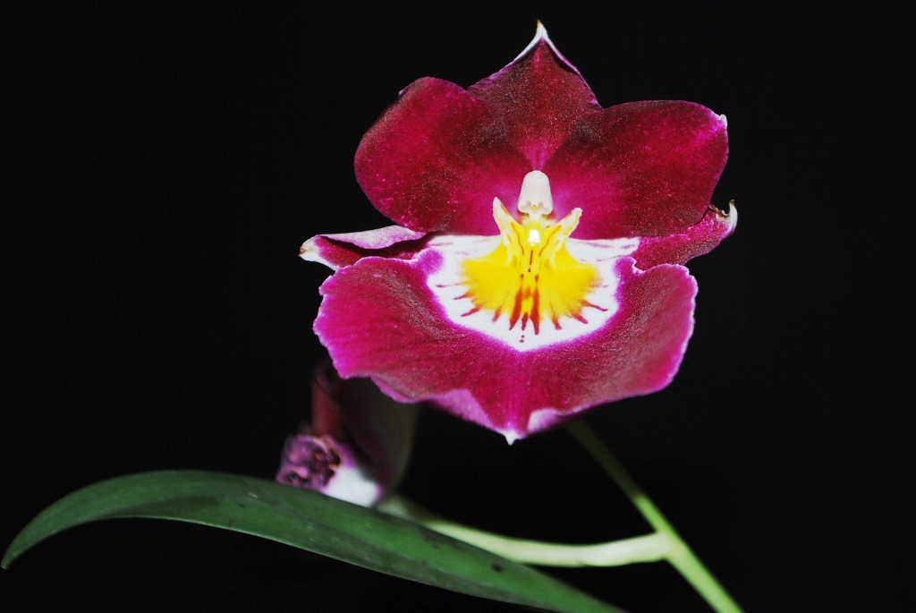 Miltoniopsis Ananda Apple