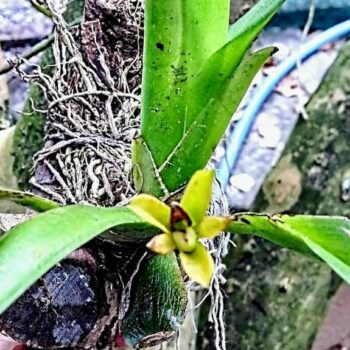 Maxillaria discolor (Lodd. ex Lindl.) Rchb. (Foto: Roberto Otoch)